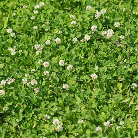 Clover weed. Things To Know About Clover weed. 